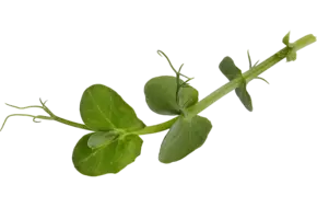 Tendrill Pea 120gr