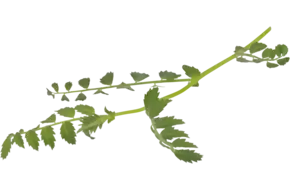 Hummus Leaves (130 blaadjes-schaal)