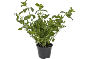Indoor Munt in pot per