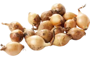 Zilveruien bruin verpakt 500gr