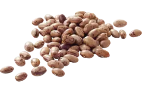 Kievitsbonen