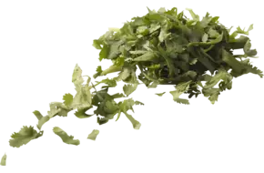 Koriander gesneden 5mm zak 500gr
