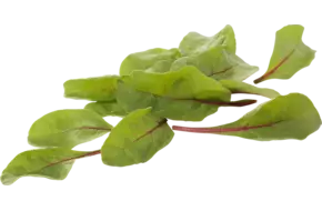 Red chard verpakt 125gr