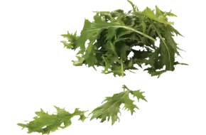 Mizuna groen verpakt 125gr