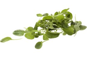 Tatsoi verpakt 125gr