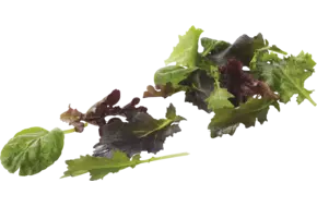 Mesclun verpakt 125gr