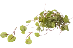 Mini zuring (Red Vein Sorrel)