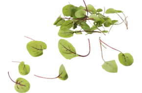 Micro Red Chard 25gr.