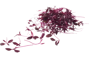 Micro Red Amaranth 25gr.