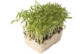 Micro coriander cress