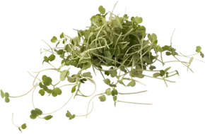 Micro rocket salad 25gr.