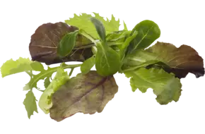 Babyleaf gewassen 250gr