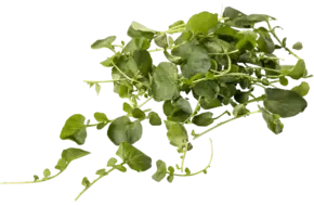 Landcress 250gr