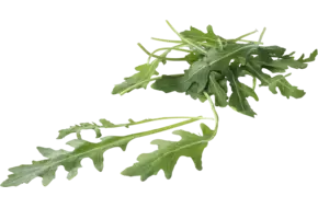 BIO Rucola