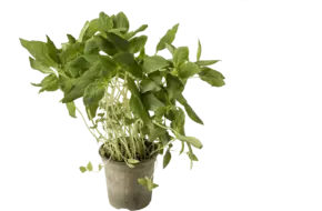 BIO Thaise basilicum in pot doos 2st