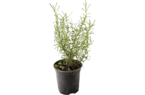 BIO Olijfkruid in pot doos 2st