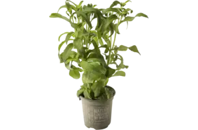 BIO Stevia in pot doos 2st