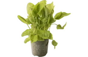 BIO Zuring groen in pot doos 2st