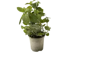 BIO Chocolade munt in pot doos 2st