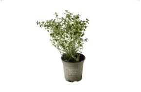 BIO Citroenthijm in pot doos 2st
