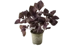 BIO basilicum rood in pot doos 2st