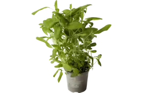 BIO Salie in pot doos 2st