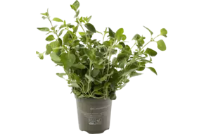 BIO Oregano in pot doos 2st