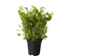BIO Marjolein in pot doos 2st