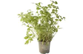 BIO Lavas-maggi in pot doos 2st stuk
