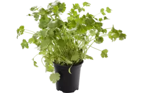 BIO Koriander in pot doos 2st