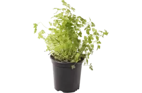 BIO Kervel in pot doos 2st
