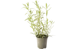 BIO Dragon in pot doos 2st