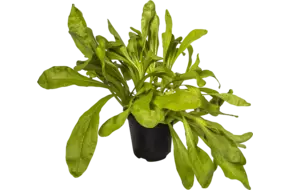 BIO Goudsbloem in pot doos 2st