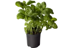 BIO Basilicum in grote pot