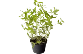 BIO Citroen Verbena in pot doos 2st