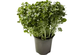 Basilicum fijn in pot doos 2st