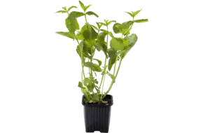 BIO Munt in grote pot