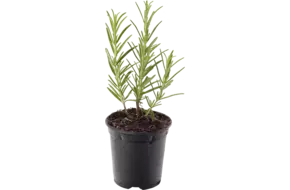 BIO Rozemarijn in grote pot