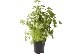 BIO Selderij in grote pot
