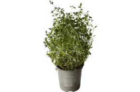 BIO Thijm in grote pot