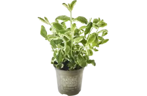 BIO Ananas munt in pot doos 2st
