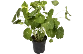 BIO Oost-Indische kers in pot doos 2st