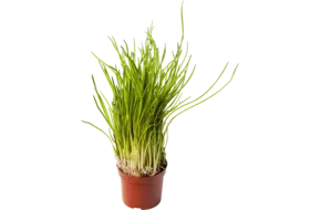 BIO Bieslook in pot doos 2st