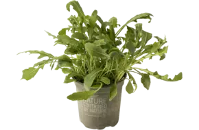 BIO Rucola in pot doos 2st