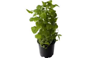 BIO Citroenmelisse in pot doos 2st
