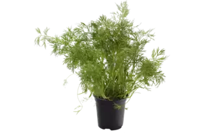 BIO Dille in pot doos 2st